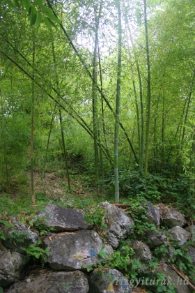 Biacesa -Bambusz