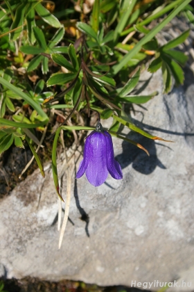 Dachstein, 2011 -Virág