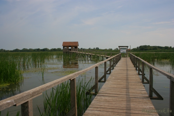 Tisza-tó -vizisétány és tanösvény