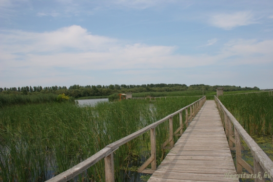 Tisza-tó -vizisétány és tanösvény