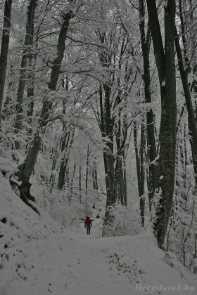 Valahol Büdös-hegy oldalában, 2009