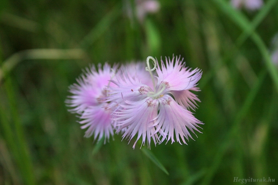 Virág, 2011